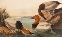 AUDUBON, John James (1785-1851) Canvas-backed Duck (Plate CCCI) Fulligula Vallisneria