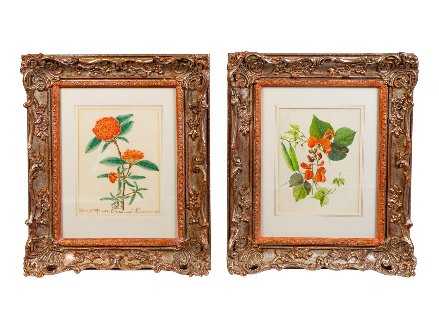 English School Double Blossomed Pomegranate and Sweet Peas watercolor Each 9 x 6 3/4 inches.
