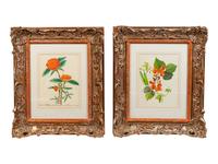 English School Double Blossomed Pomegranate and Sweet Peas watercolor Each 9 x 6 3/4 inches.