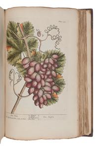 BLACKWELL, Elizabeth (d.1758). A Curious Herbal, containing Five Hundred Cuts of the most useful Plant which are now used in the Practice of Physick. Engraved on folio Copper Plates, after Drawings, taken from the Life… To which is added a short Description of ye Plants and their common Uses in Physick . London: John Nourse, 1739.