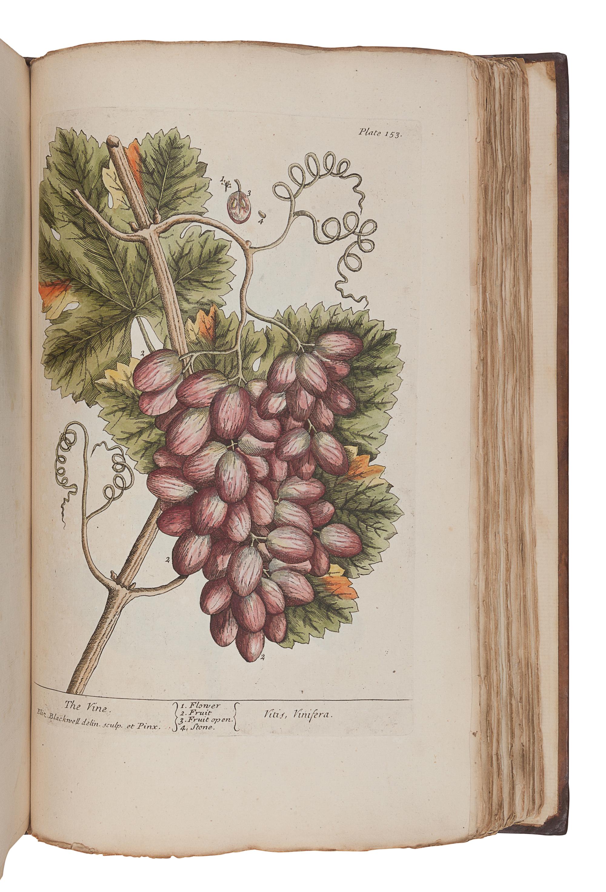 BLACKWELL, Elizabeth (d.1758). A Curious Herbal, containing Five Hundred Cuts of the most useful Plant which are now used in the Practice of Physick. Engraved on folio Copper Plates, after Drawings, taken from the Life… To which is added a short Description of ye Plants and their common Uses in Physick . London: John Nourse, 1739.