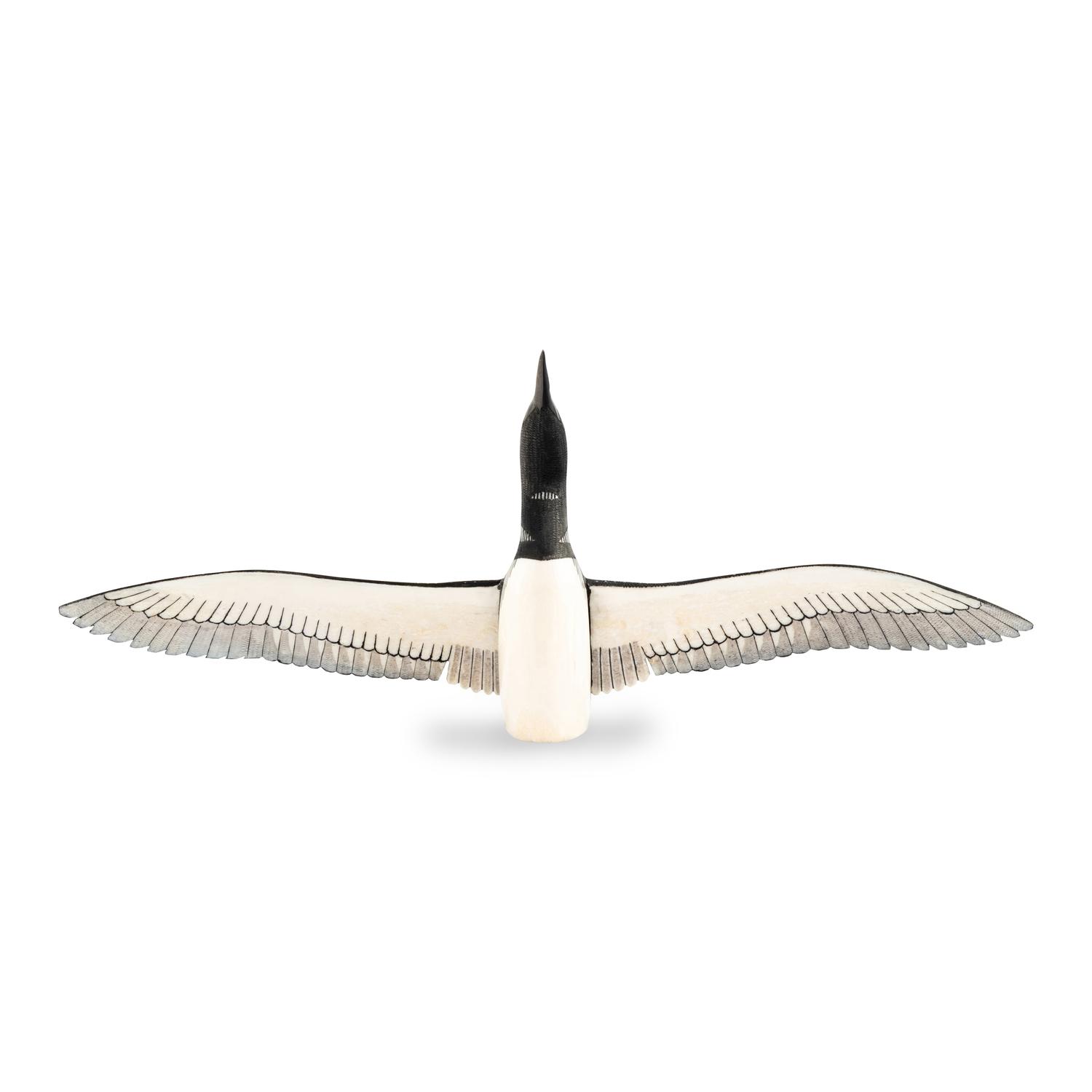 Common Loon