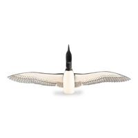 Common Loon
