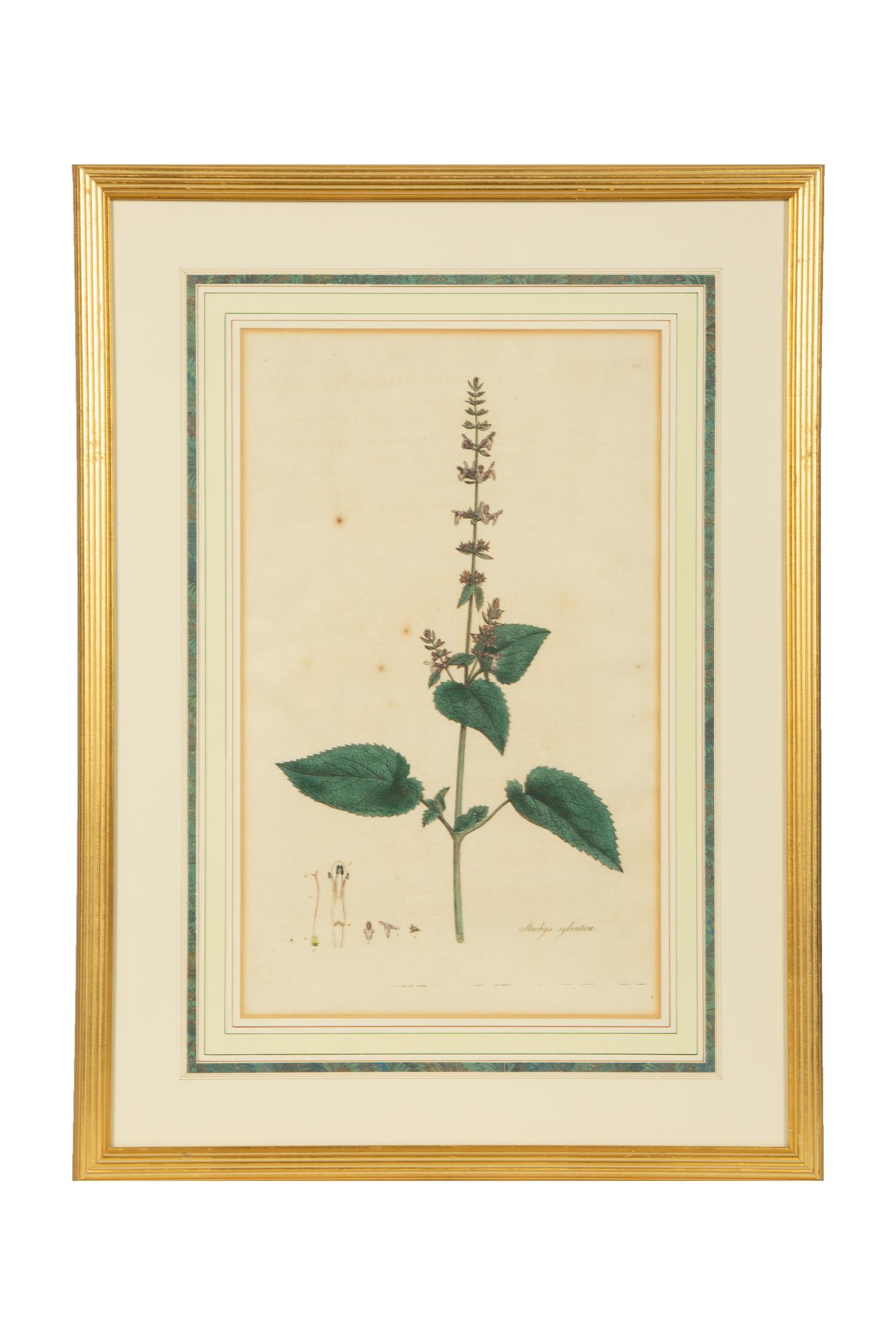 A Set of Eight Gilt Framed Hand Colored Botanical Etchings