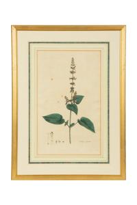A Set of Eight Gilt Framed Hand Colored Botanical Etchings
