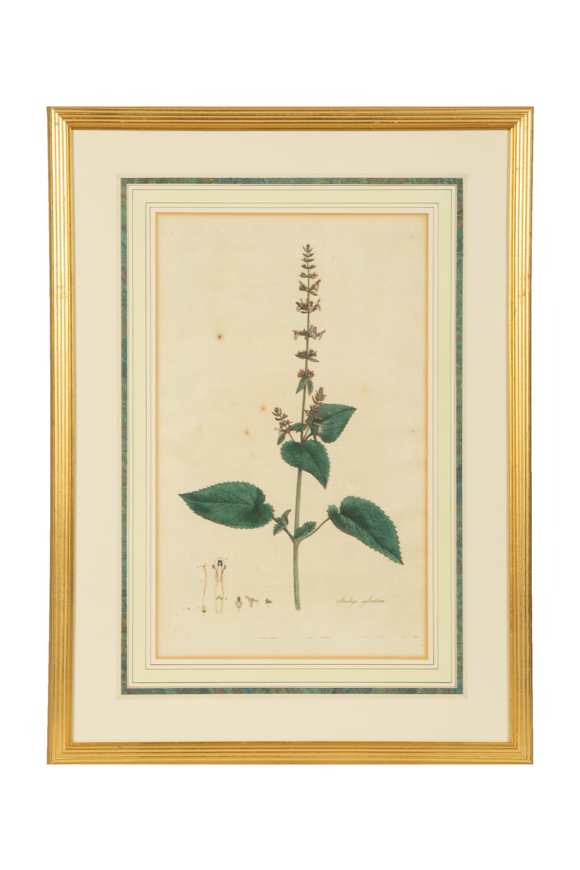 A Set of Eight Gilt Framed Hand Colored Botanical Etchings