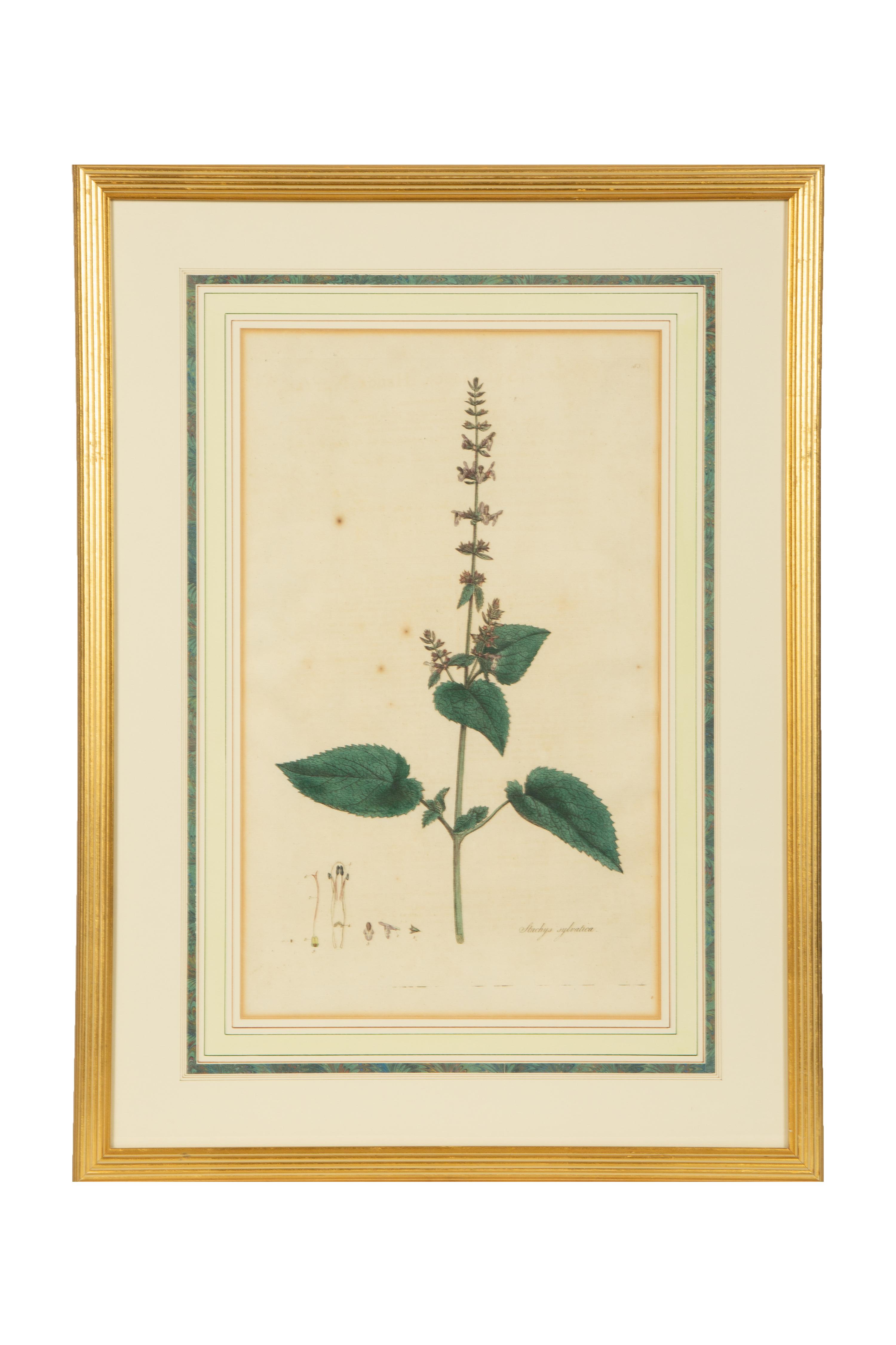 A Set of Eight Gilt Framed Hand Colored Botanical Etchings