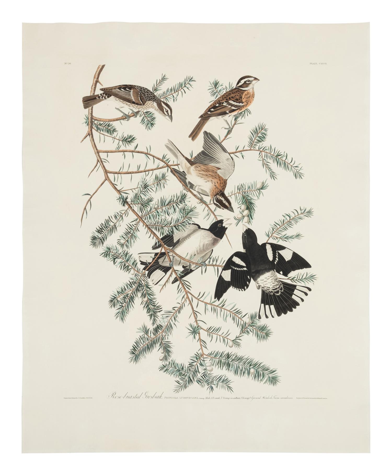 AUDUBON, John James (1785-1851) Rose-breasted Grosbeak (Plate CXXVII)