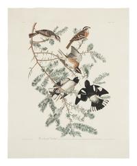 AUDUBON, John James (1785-1851) Rose-breasted Grosbeak (Plate CXXVII)