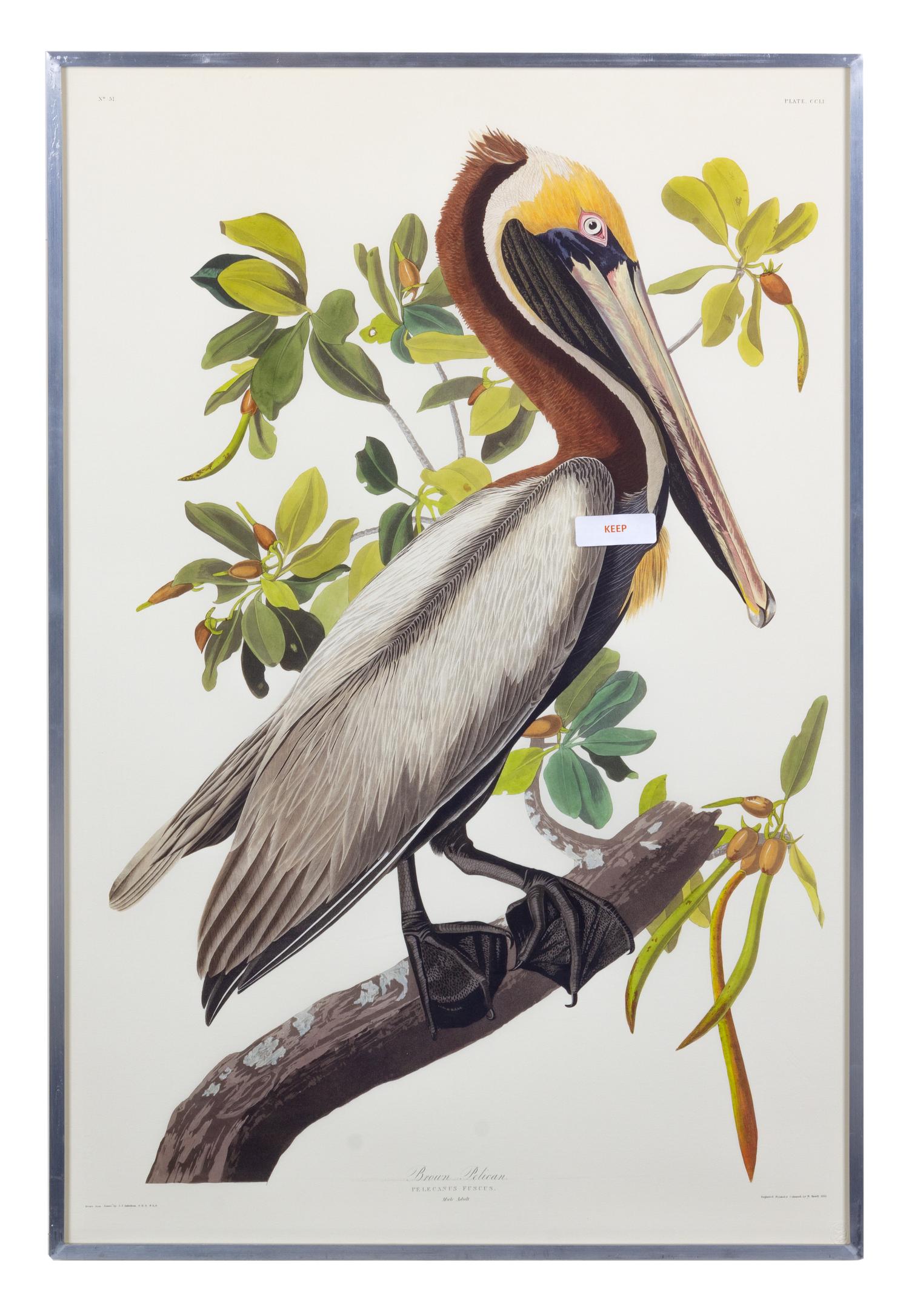 [NATURAL HISTORY] (AUDUBON, John James, after)