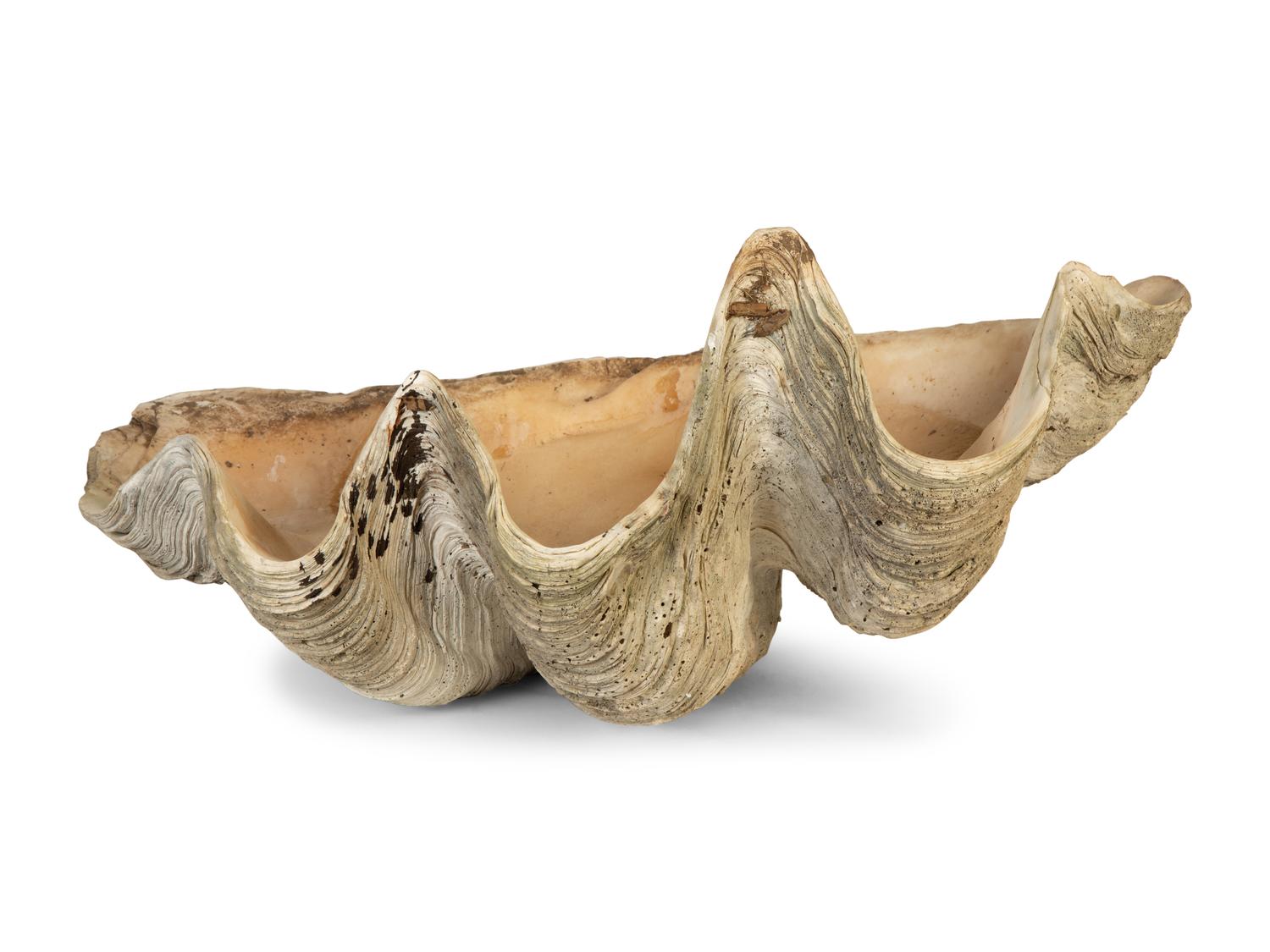 A Pair of Tridacna Gigas Giant Clam Shells