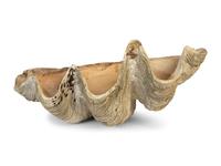 A Pair of Tridacna Gigas Giant Clam Shells