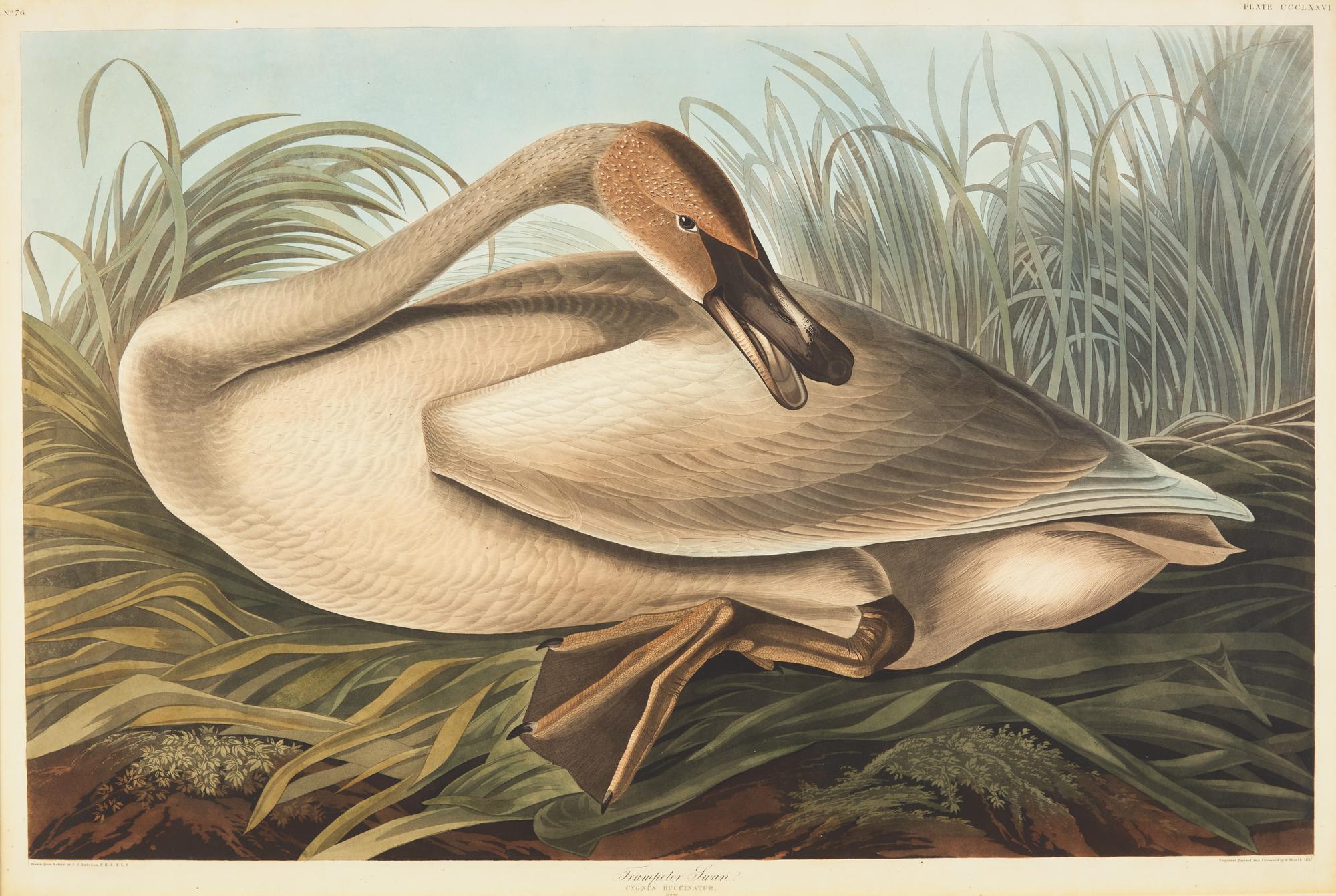 Audubon, J(ohn). J(ames). Trumpeter Swan