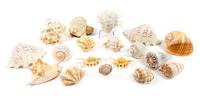 A Collection of Eighteen Seashells