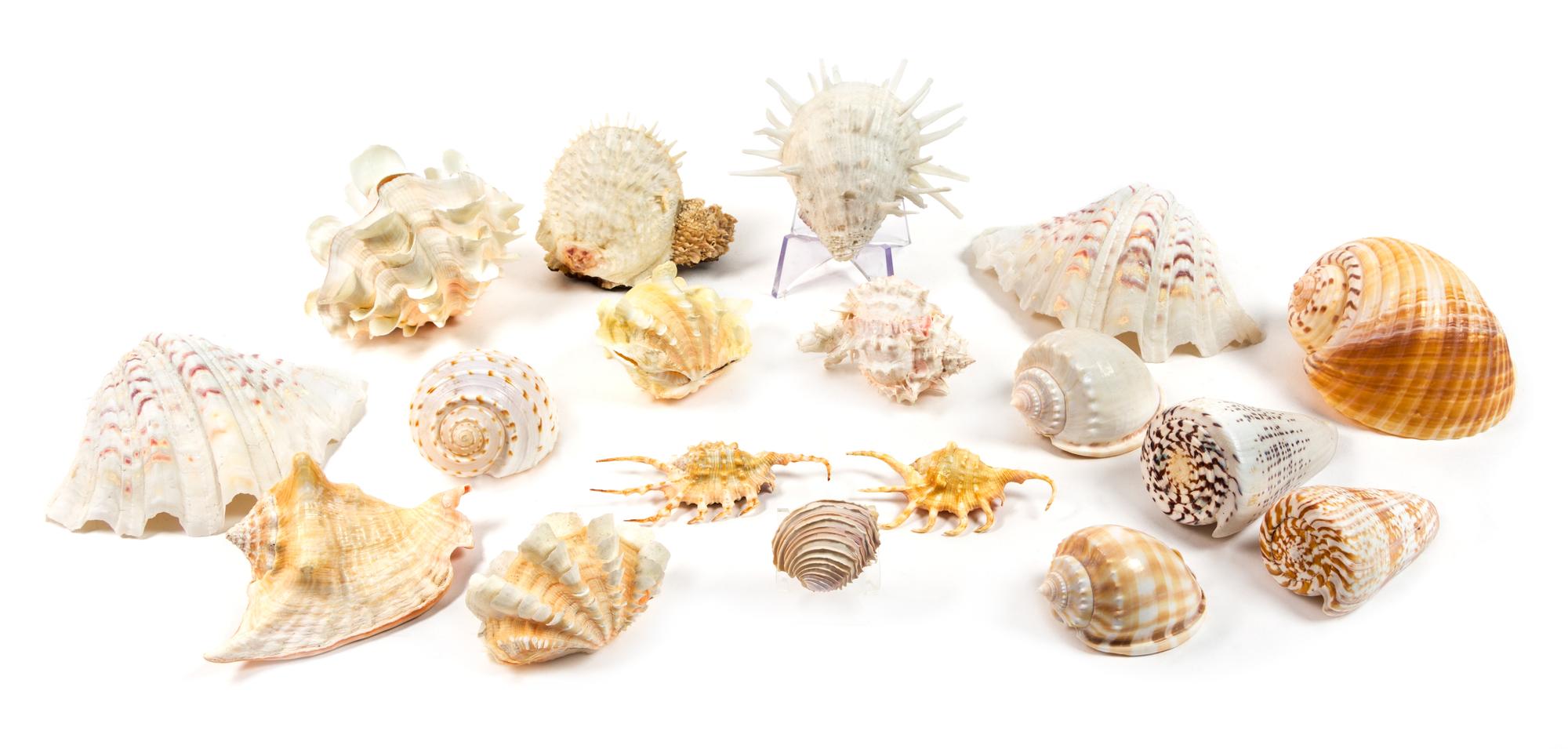 A Collection of Eighteen Seashells