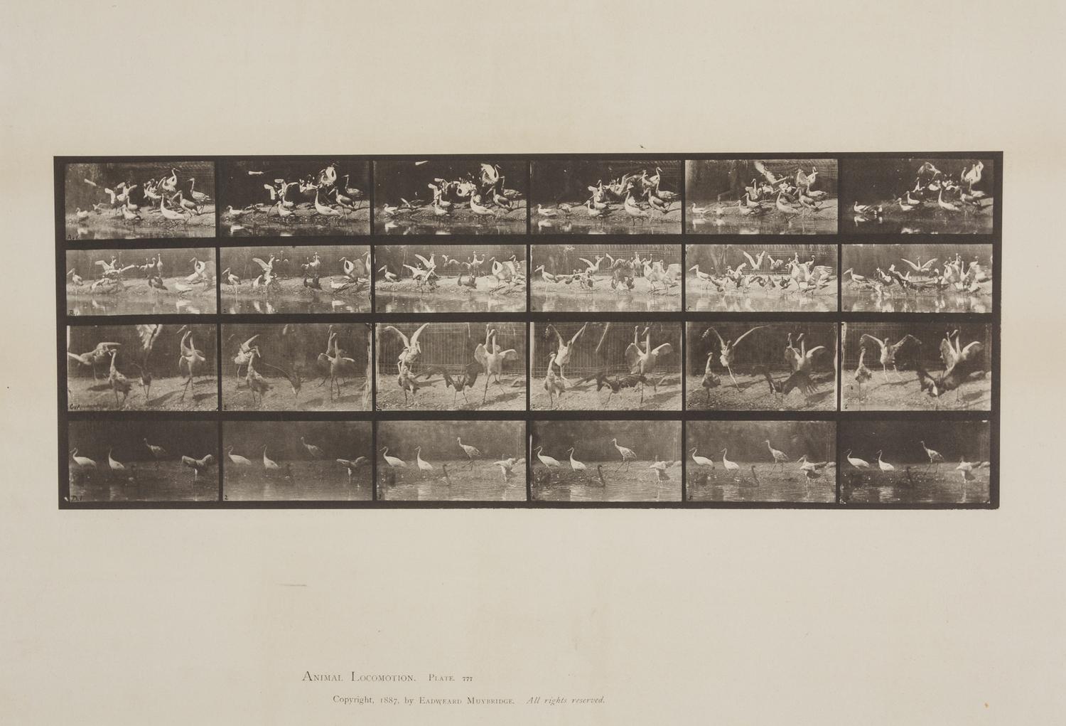 Storks, from Animal Locomotion, Plate 777