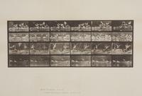 Storks, from Animal Locomotion, Plate 777
