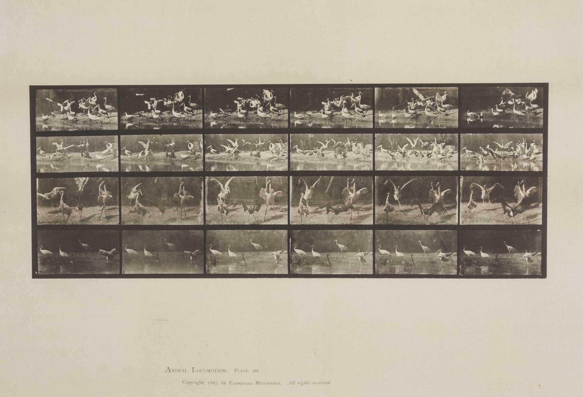 Storks, from Animal Locomotion, Plate 777