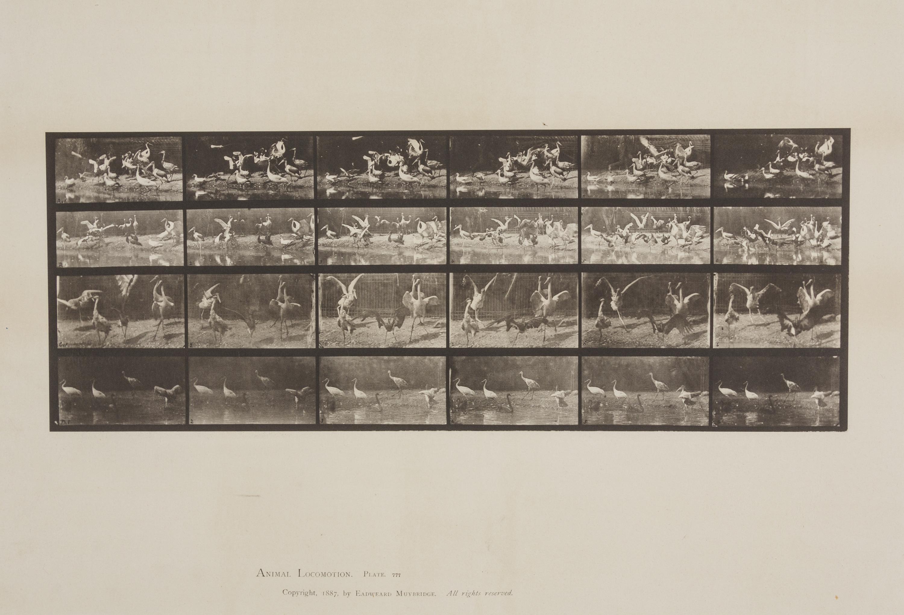 Storks, from Animal Locomotion, Plate 777