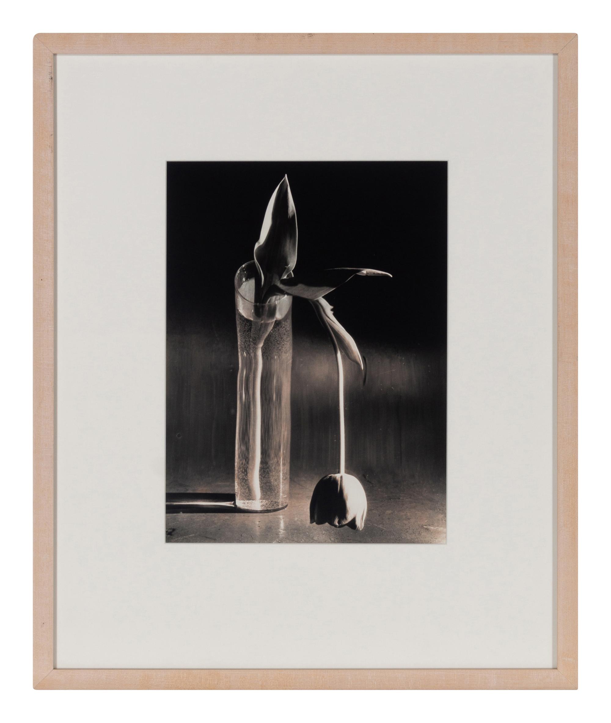 Melancholic Tulip, 1939; printed mid 1970s