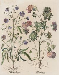 A Group of Five Framed Hand-Colored Botanical Engravings
