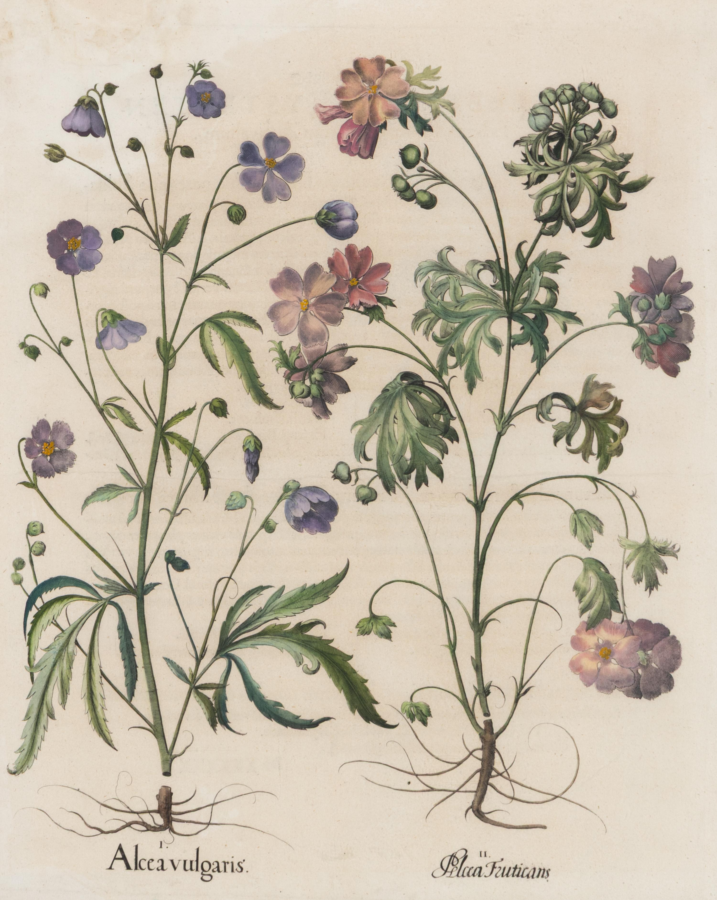 A Group of Five Framed Hand-Colored Botanical Engravings