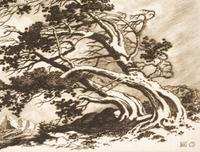 Pines in Wind