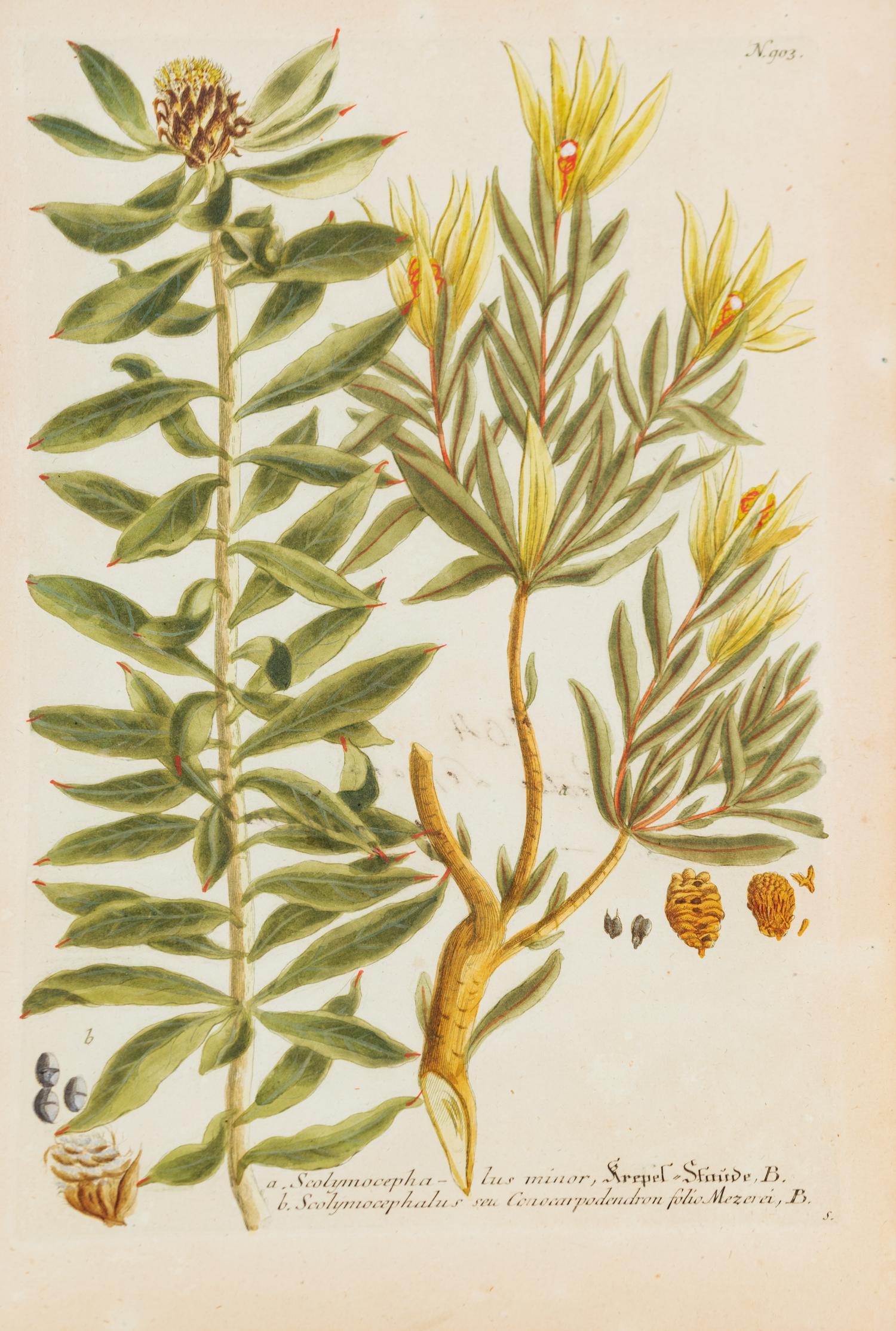 A Group of Six Hand-Colored Botanical Engravings from Johann A Weinmann's Phytanthoza Iconographia — CIRCA 1740