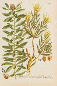 A Group of Six Hand-Colored Botanical Engravings from Johann A Weinmann's Phytanthoza Iconographia — CIRCA 1740