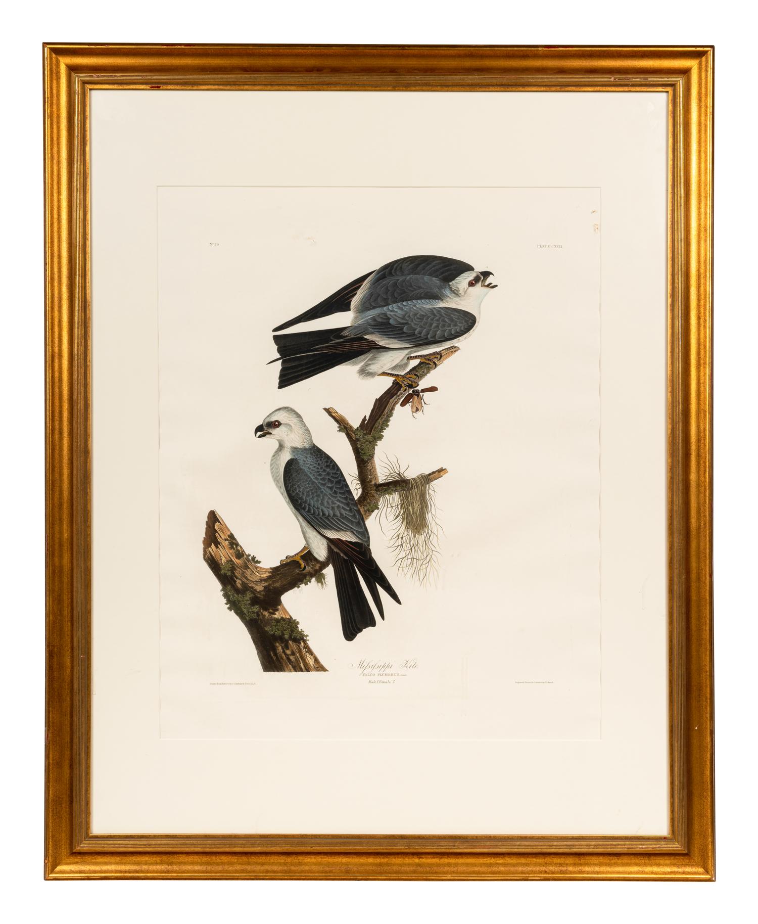 AUDUBON, John James (1785-1851) Mississippi Kite (Plate CXVII) Falco plumbeus