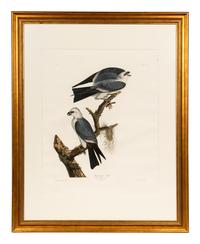 AUDUBON, John James (1785-1851) Mississippi Kite (Plate CXVII) Falco plumbeus