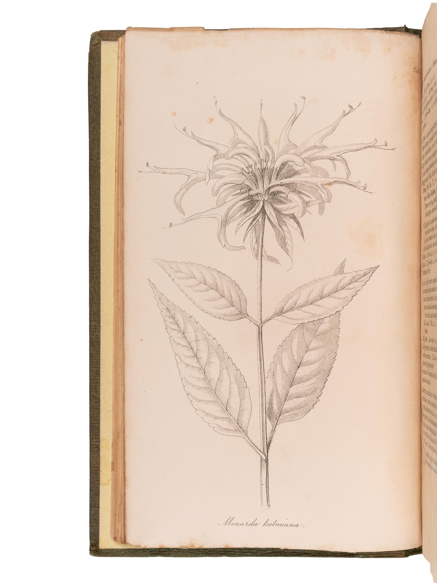 PURSH, Frederick Traugott (1774-1820). Flora Americae Septentrionalis . London: for James Black and Son, 1816.