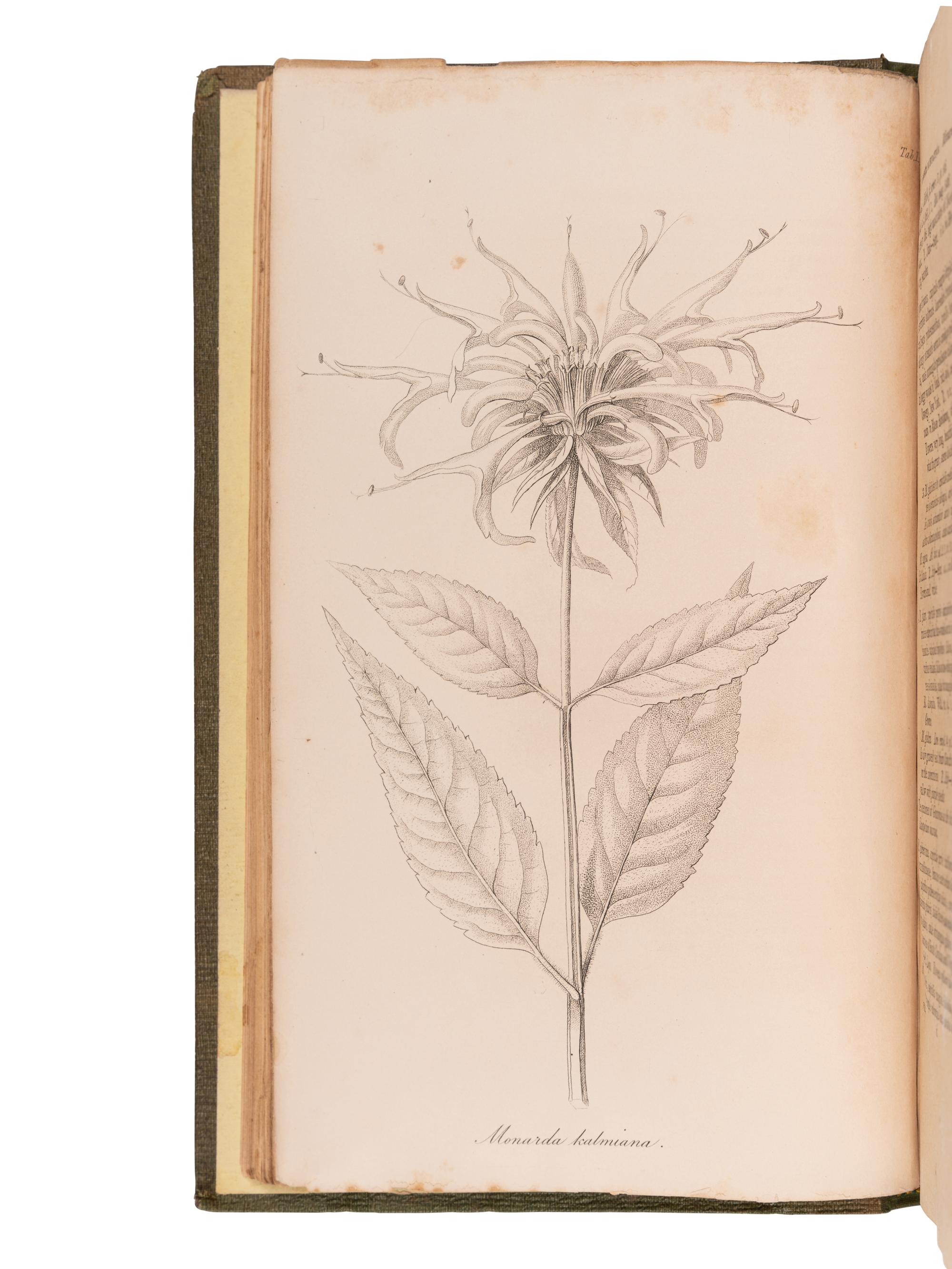 PURSH, Frederick Traugott (1774-1820). Flora Americae Septentrionalis . London: for James Black and Son, 1816.