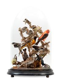 A Victorian Taxidermy Bird Diorama