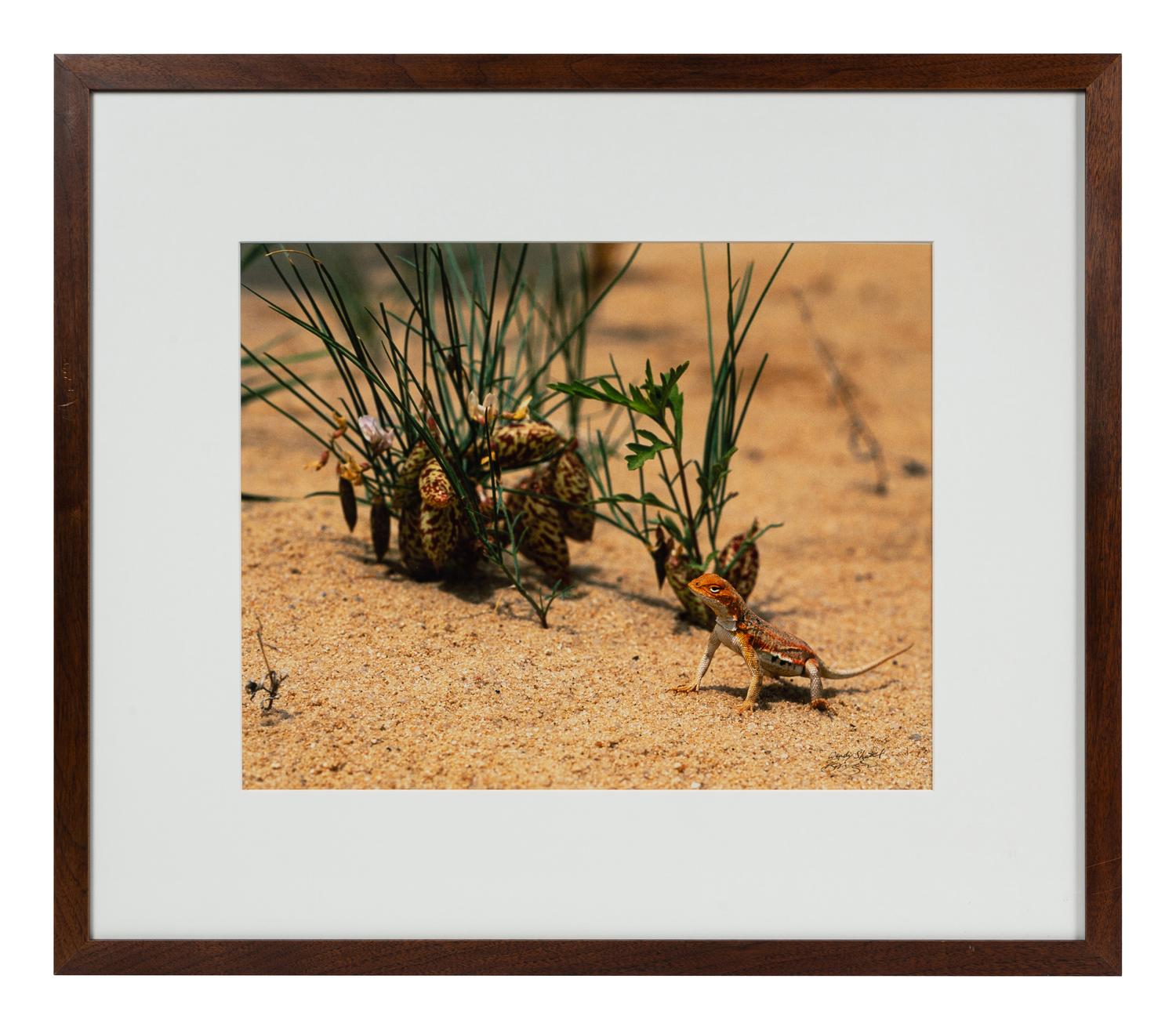 Prairie Vision: Images from a Sea of Grass (2002) Twenty Color Photographs