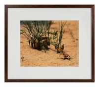 Prairie Vision: Images from a Sea of Grass (2002) Twenty Color Photographs