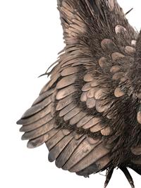 An Italian Silver Model of a Pheasant