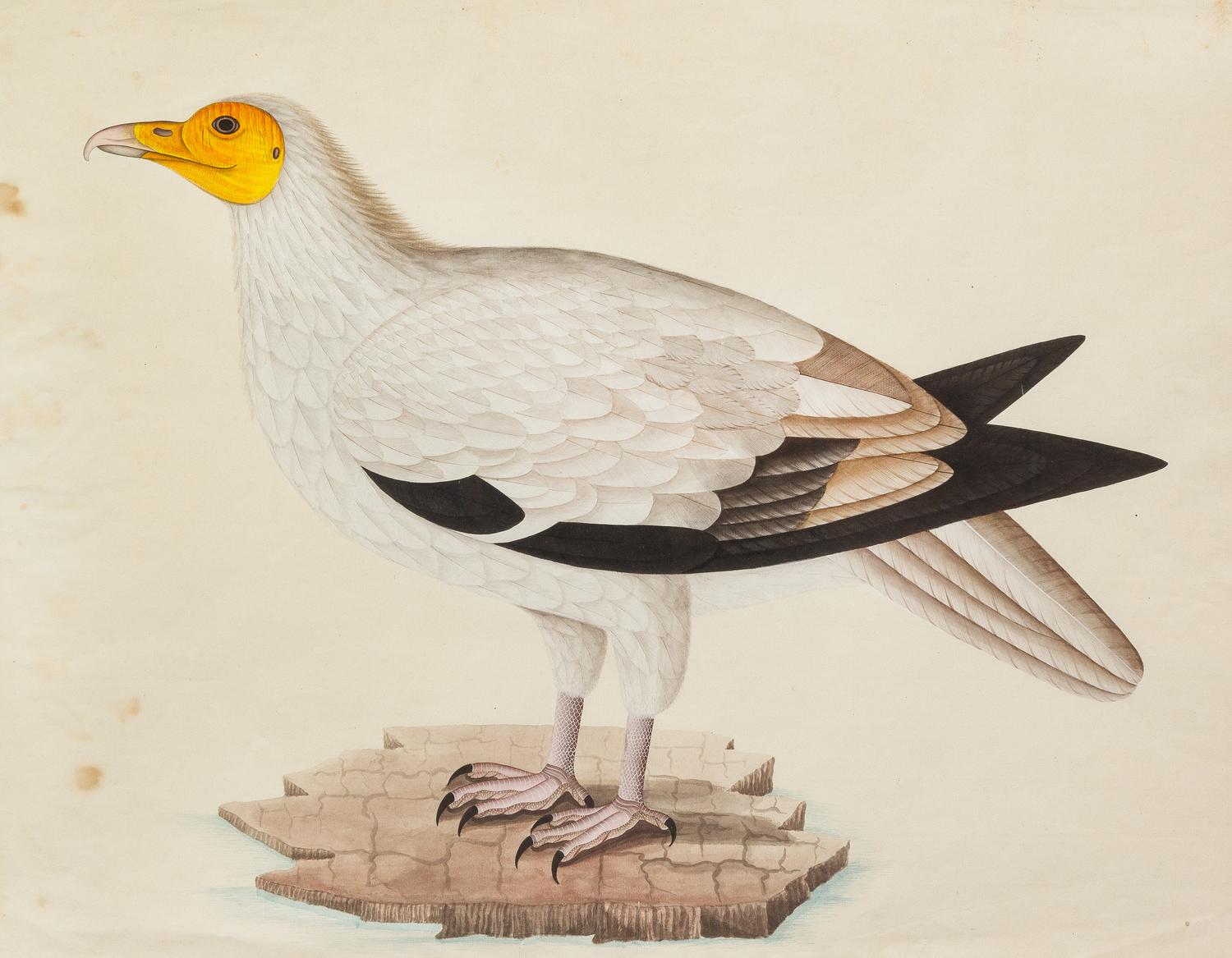 Company School Painting, (Indian, 18th/19th century), Steller's Sea Eagle (Haliaeetus Pelagic Us) in a Landscape, c. 1780