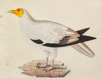 Company School Painting, (Indian, 18th/19th century), Steller's Sea Eagle (Haliaeetus Pelagic Us) in a Landscape, c. 1780