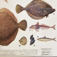 An Educational Poster of Marine Fish 53" W x 1" D x 64" H — Germany, Mid-20th Century