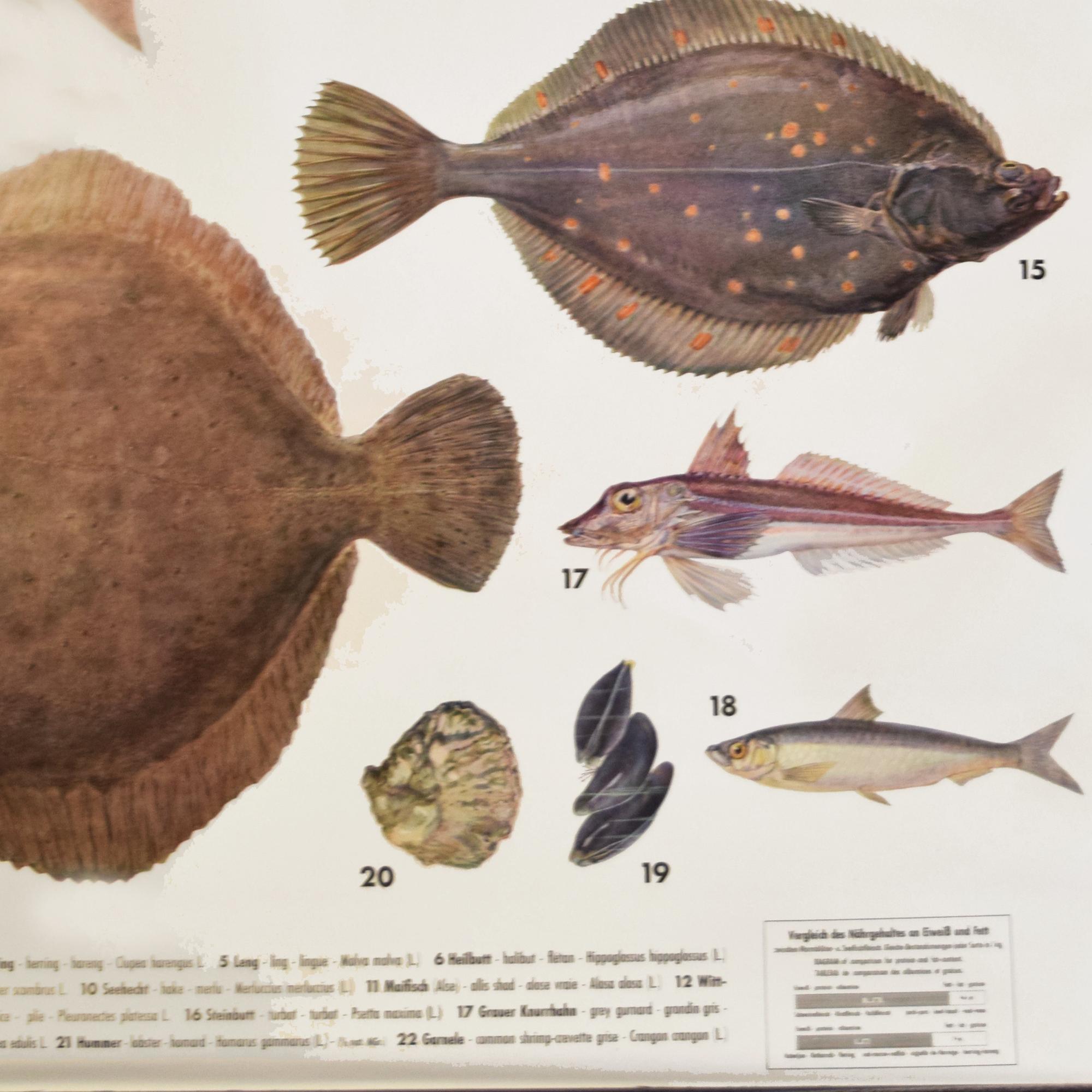 An Educational Poster of Marine Fish 53" W x 1" D x 64" H — Germany, Mid-20th Century
