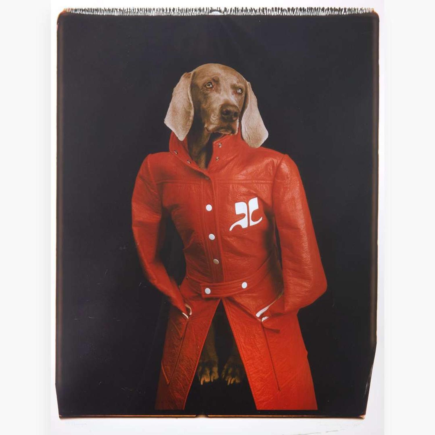 William Wegman (American, b.1943) Courrèges
