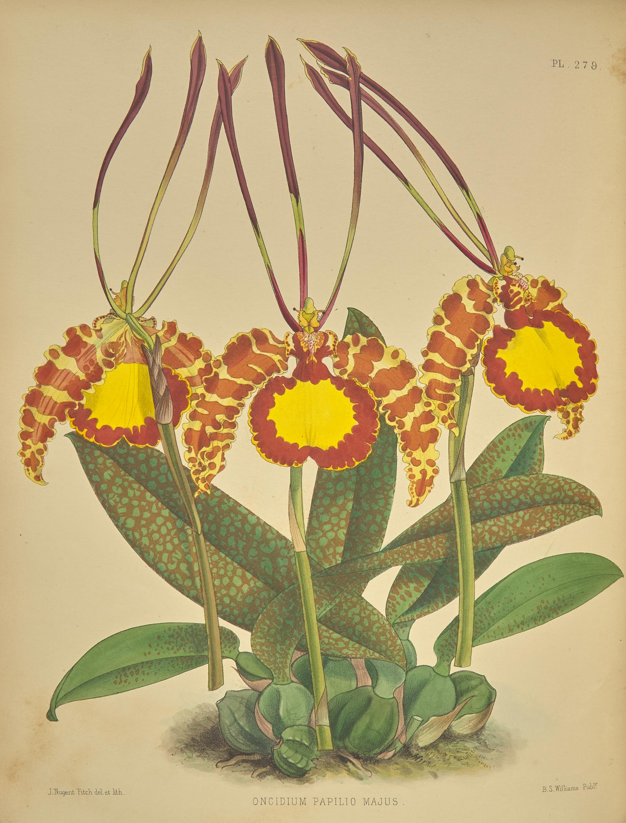 [Natural History] Warner, Robert, and Bejamin Samuel Williams, and Thomas Moore. The Orchid Album, Comprising Coloured Figures and Descriptions of New, Rare, and Beautiful Orchidaceous Plants