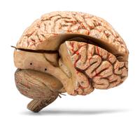 A Painted Plaster Brain Section Model