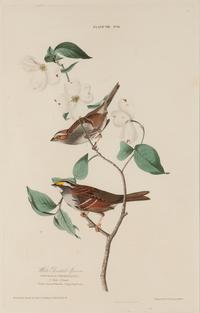 AUDUBON, John James (1785-1851).