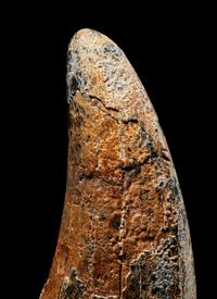 A Tyrannosaurus Rex Tooth ( Tyrannosaurus rex)