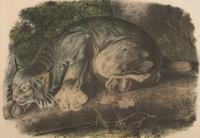After John James Audubon (1785-1851)