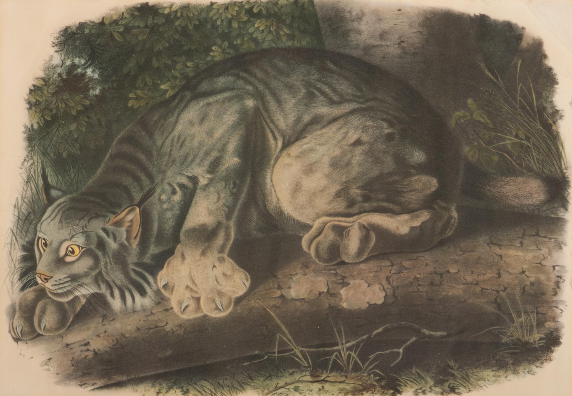 After John James Audubon (1785-1851)