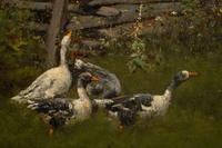 Woman with Geese