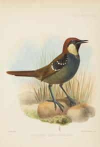 A Group of Nine Ornithological Prints — 19TH/20TH CENTURY